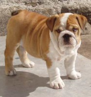 /album/fotogalerie-buldok/buldok-jpg3/