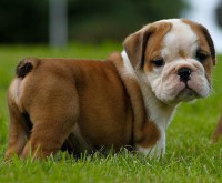 /album/fotogalerie-buldok/buldok-stene-jpg/