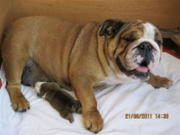 /album/fotogalerie-buldok/buldok-stene01-jpg/